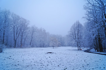 Winter forest with fluffy snow lying on the firs and tree branches on a frosty sunny day
