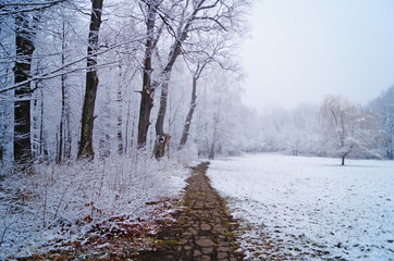Winter forest with fluffy snow lying on the firs and tree branches on a frosty sunny day