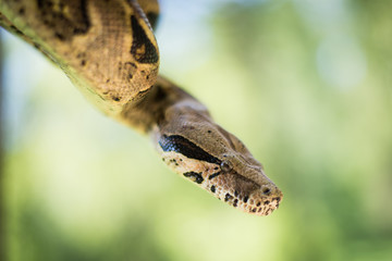 Beautiful portrait boa constrictor in nature
