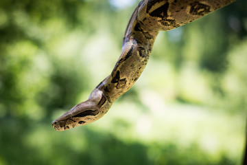 Beautiful portrait boa constrictor in nature