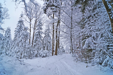 Winter forest with fluffy snow lying on the firs and tree branches on a frosty sunny day