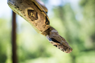 Beautiful portrait boa constrictor in nature