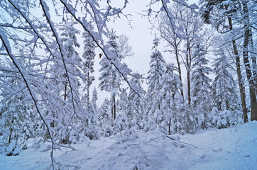 Winter forest with fluffy snow lying on the firs and tree branches on a frosty sunny day