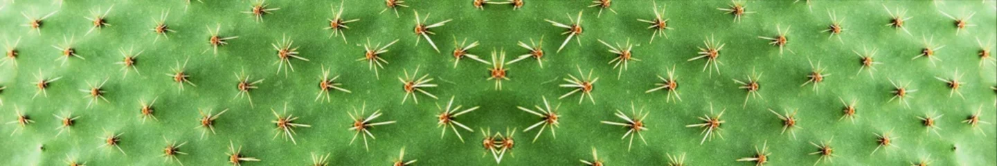 Gordijnen Panoramisch beeld. Close-up van stekels op cactus, achtergrondcactus met stekels © kelifamily