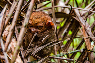 This little Tarsier just minding his own business.