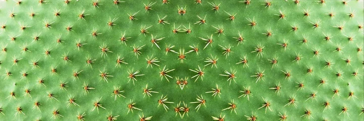 Poster Panoramisch beeld. Close-up van stekels op cactus, achtergrondcactus met stekels © kelifamily
