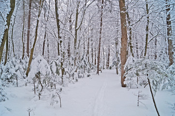 Winter forest with fluffy snow lying on the firs and tree branches on a frosty sunny day