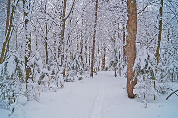 Winter forest with fluffy snow lying on the firs and tree branches on a frosty sunny day