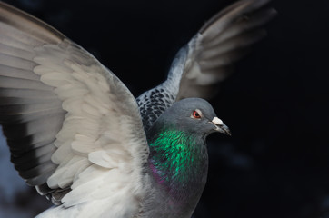 Pigeon with spread wings close-up on a dark background. Dove on takeoff. Symbol of freedom, power, strength, independence. Side view, soft focus, selected focus,