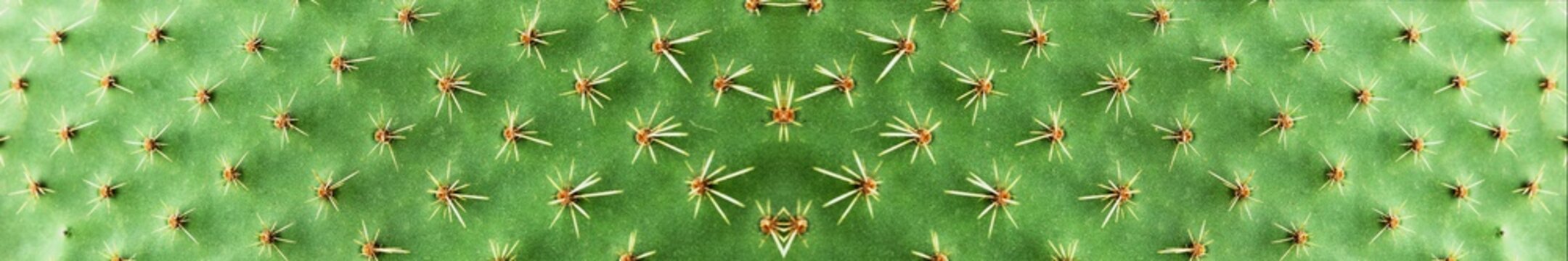 Panoramic picture. Closeup of spines on cactus, background cactus with spines
