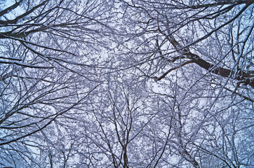 Obraz premium Snow covered tree branches against a blue sky on a frosty winter day