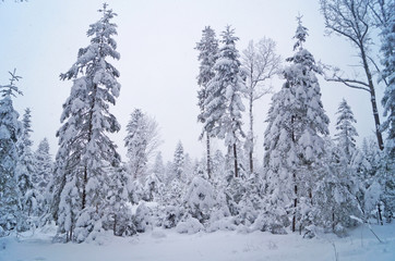 Winter forest with fluffy snow lying on the firs and tree branches on a frosty sunny day