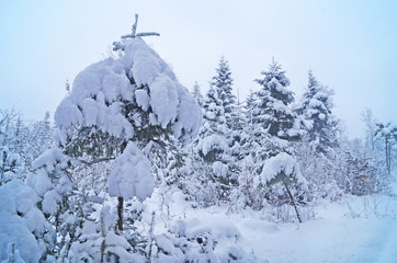Winter forest with fluffy snow lying on the firs and tree branches on a frosty sunny day