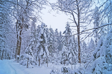 Winter forest with fluffy snow lying on the firs and tree branches on a frosty sunny day