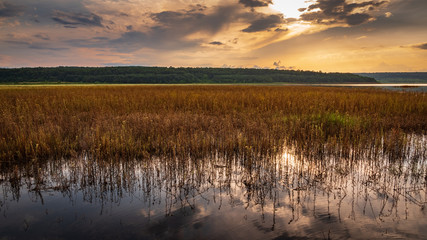 The calm surface of a lake water in the foreground with lots of water grass, distant hill with forest in the background, sunset sky with some smooth clouds