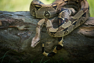 amazing portrait snake on the tree 