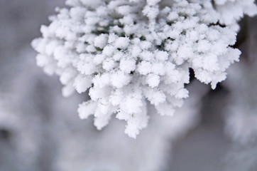 A branch of blue spruce covered with fluffy white snow in a winter sunny frosty day