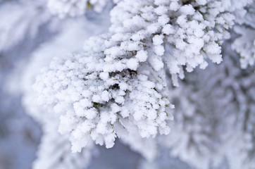 A branch of blue spruce covered with fluffy white snow in a winter sunny frosty day