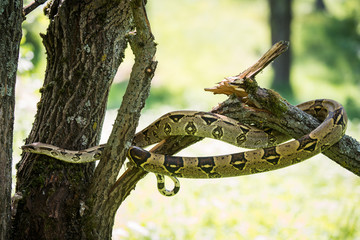 amazing portrait snake on the tree 