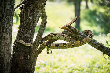 amazing portrait snake on the tree 