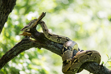 amazing portrait snake on the tree 
