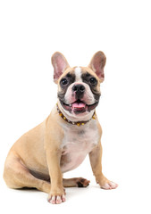 cute french bulldog sitting isolated on white