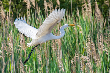 Egret