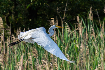 egret
