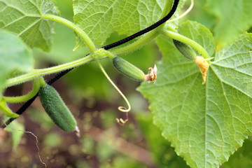 Young plant cucumber with yellow flowers. Juicy fresh cucumber close-up macro on a background of leaves