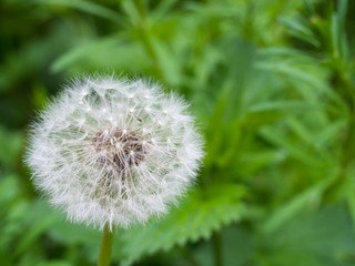 Obraz premium Withered dandelion with seeds, blowball on green bokeh background. taraxacum officinale, spring flower, close up, macro