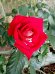 Red color roses blooming in summer in the garden
