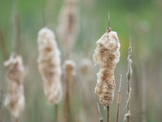 Beautiful close up soft fluffy Beige Grasses or reed on green bokeh background