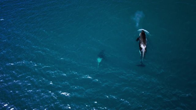 Wild orcas traveling on water surface in blue ocean, whales exhaling, aerial shot