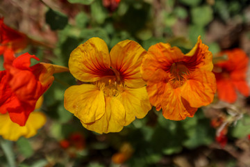 Fototapeta premium orange yellow nasturtium (tropaeolum majus blossom)