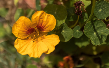orange yellow nasturtium (tropaeolum majus blossom)