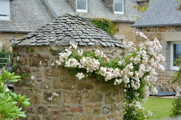 Fleurs dans un jardin en Bretagne. France