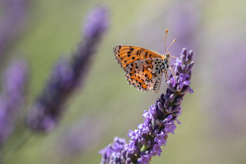 butterfly on a sprig of lavender