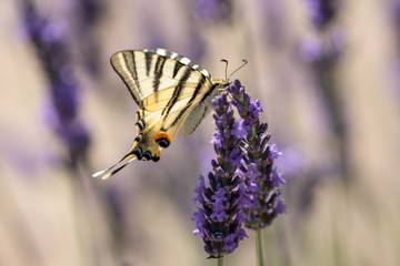 butterfly on a sprig of lavender