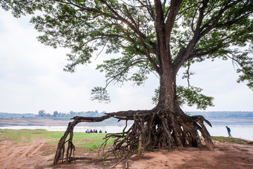 A large rain tree growing on Mekong riverbank.