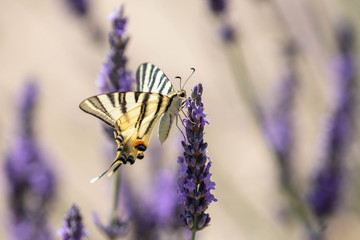 butterfly on a sprig of lavender