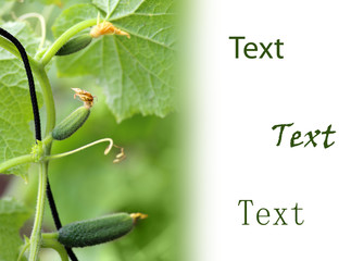 Young plant cucumber with yellow flowers. Juicy fresh cucumber close-up macro on a background of leaves