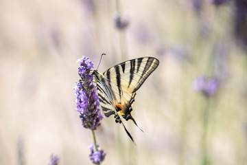 butterfly on a sprig of lavender