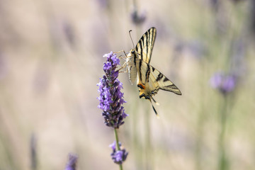 butterfly on a sprig of lavender