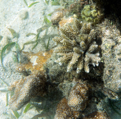 Beautiful coral in Togian islands reef
