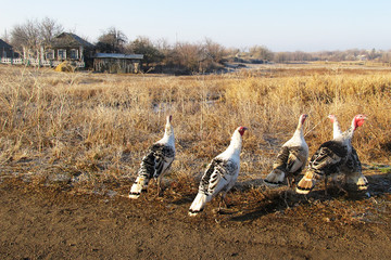 A group of turkey birds graze on the dry grass in autumn in the vicinity of human habitation