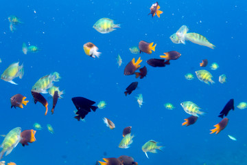 Fototapeta na wymiar Many colorful tropical fishes