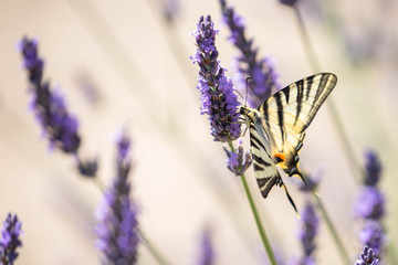 Butterfly on a lavender stem in bloom