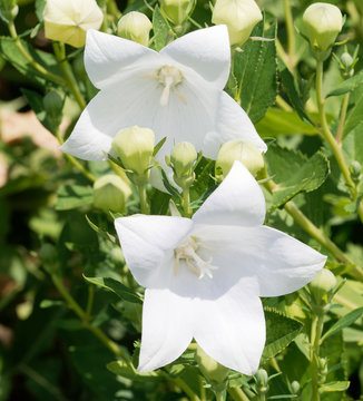 Platycodon à fleurs blanches campanulées ou campanule à grandes fleurs (Platycodon grandiflorus 'Album')