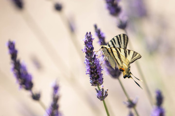 butterfly on a sprig of lavender