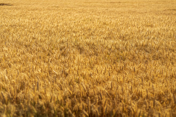 Beautiful wide angle sunny view of golden ears of wheat or barley of Agriculture Cereal field  with background of farm atmosphere with golden light.